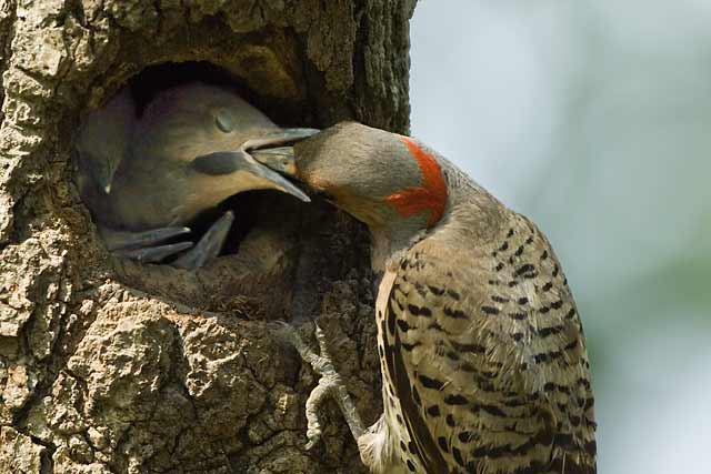 Feeding Baby Flickers
