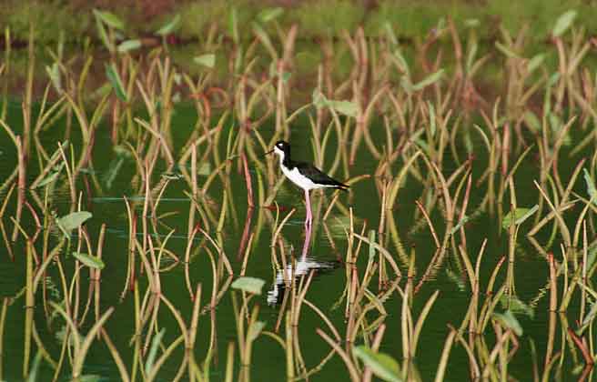 Stilt in Taro
