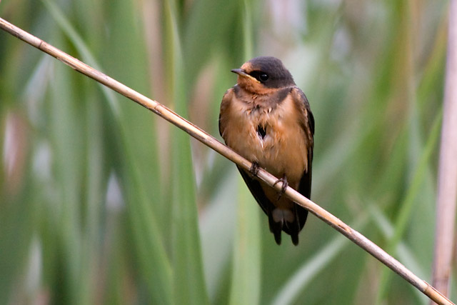 Barn Swallow