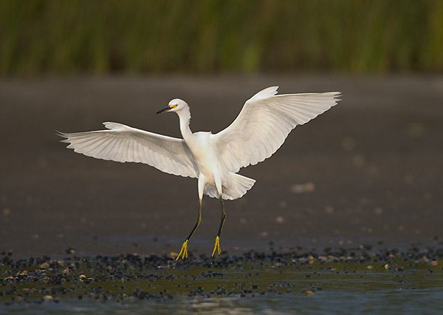 Snowy Egret