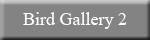 Bird 2 Gallery