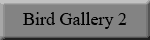 Bird 2 Gallery