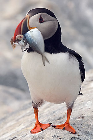 Puffin with Fish