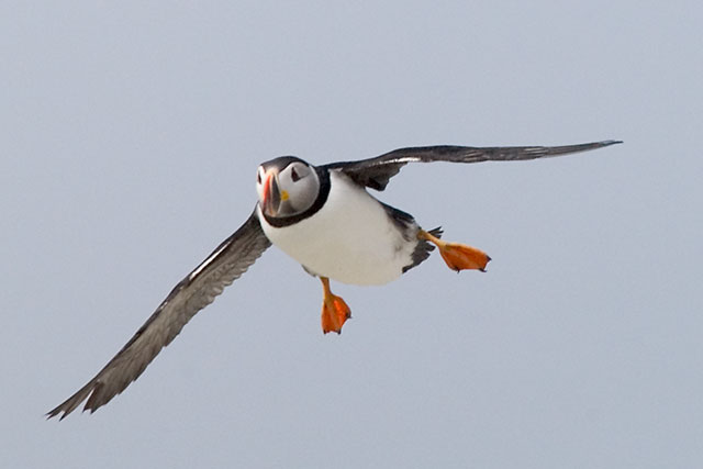 Puffin Landing