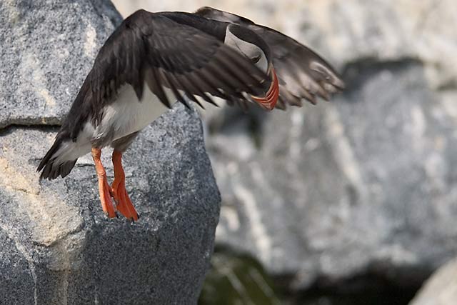 Lookout Below (Puffin Landing)