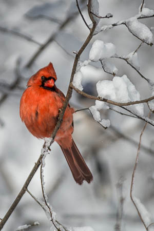 Winter Cardinal