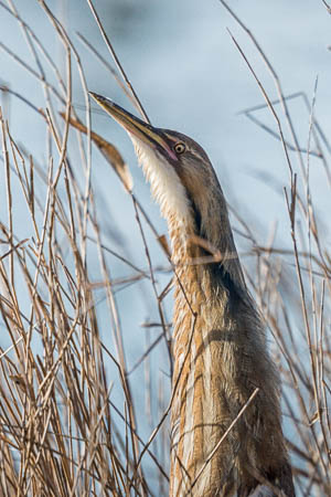 American Bittern