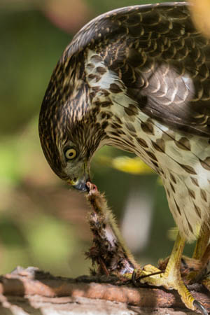 Cooper's Hawk
