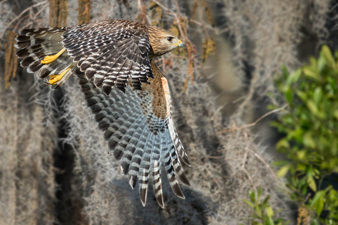 Red-shouldered Hawk