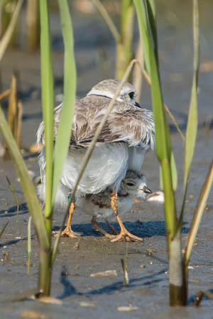 Piping Plover Mom and Chick