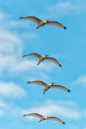 White Ibis