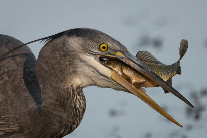 Heron and Fish