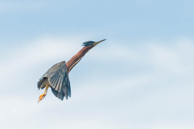 Ascending Green Heron