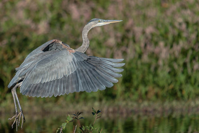 Ascending Great Blue Heron