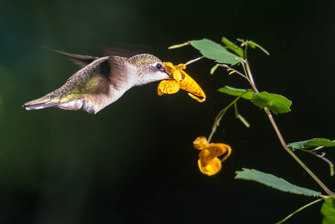 Hummingbird and Jewelweed
