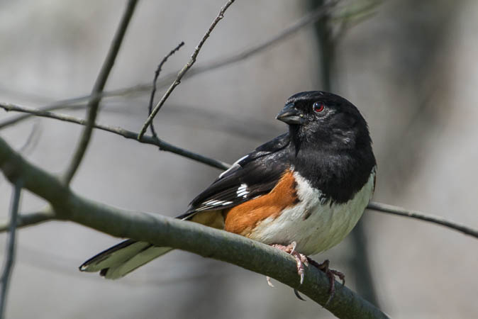 Eastern Towhee