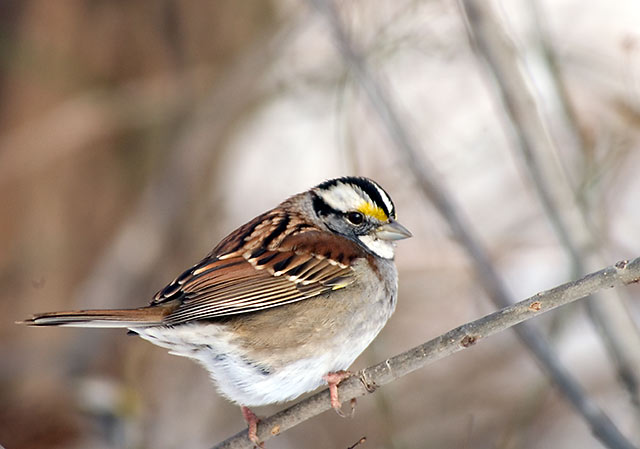 White Throated Sparrow