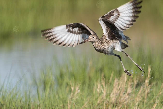 Willet Takeoff