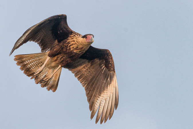 Caracara