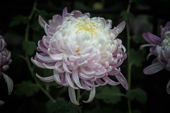 Purple Chrysanthemum