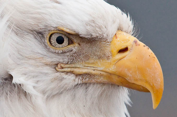 The Boss (Bald Eagle)