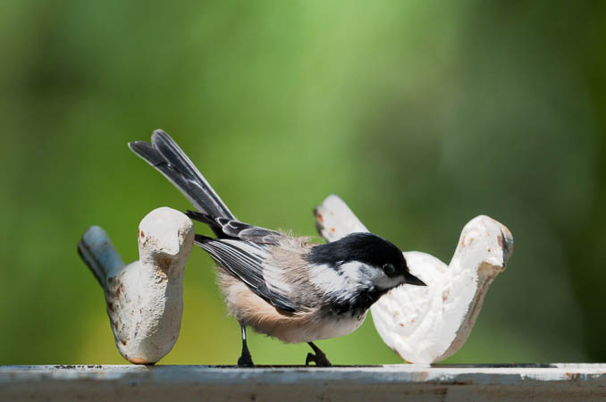 Three of a Kind (Chickadees)