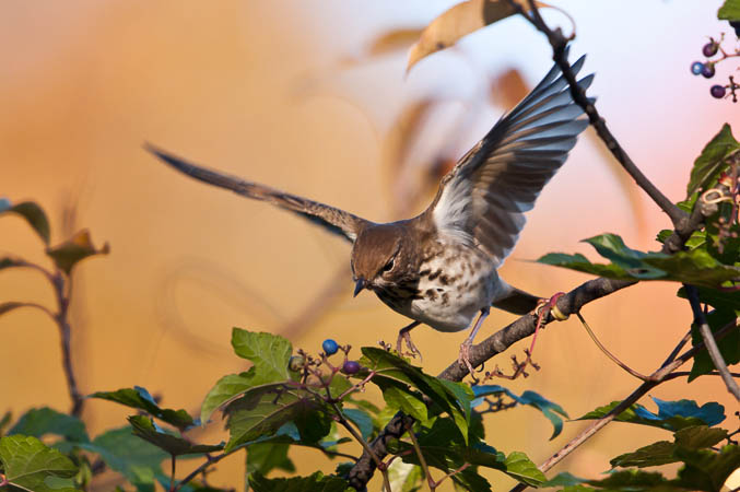 Thrush Attack on Berries