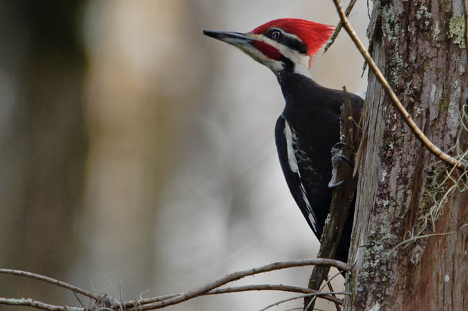 Pilleated Woodpecker