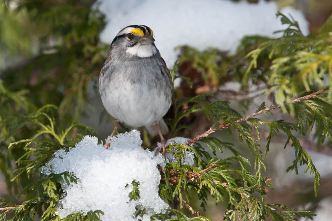 White-throated Sparrow