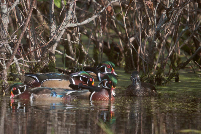 Wood Ducks