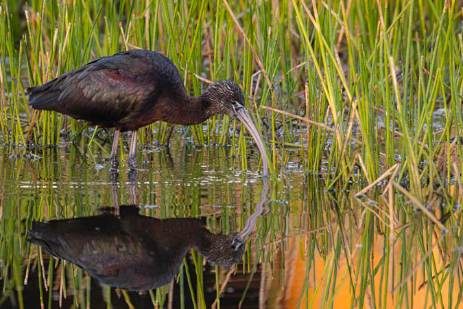 Gossy Ibis