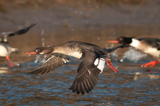 Red-breasted Mergansers Take Off