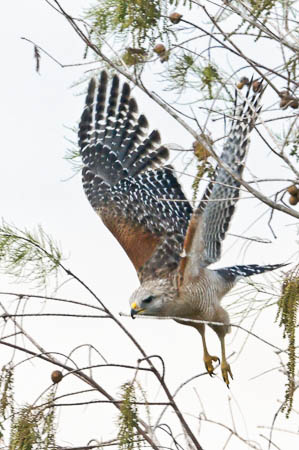 Red-shouldered Hawk
