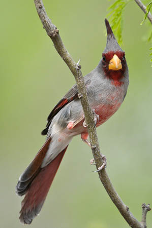 Pyrrhuloxia