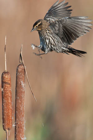 Blackbird Landing