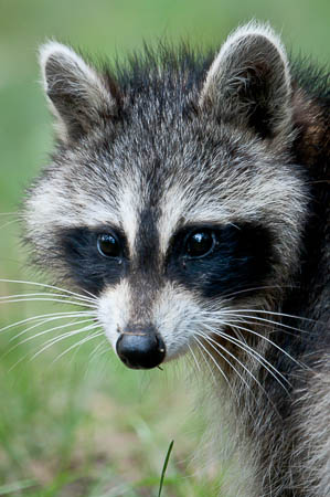 Young Racoon
