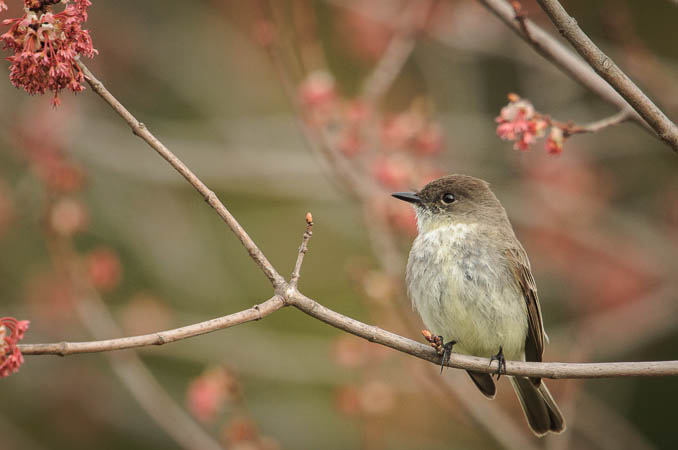 Eastern Phoebe