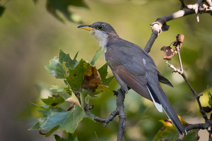 Cuckoo