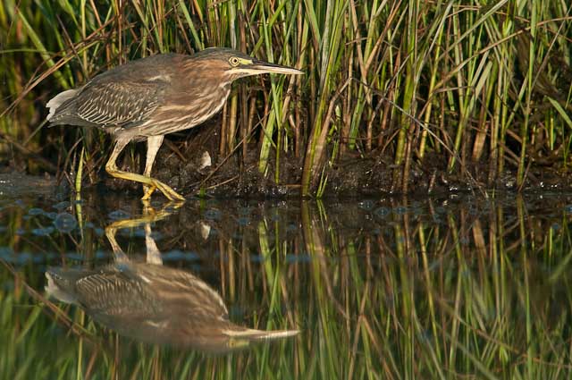 Green Heron