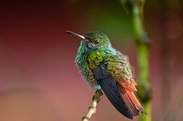 Rufous-tailed Hummingbird