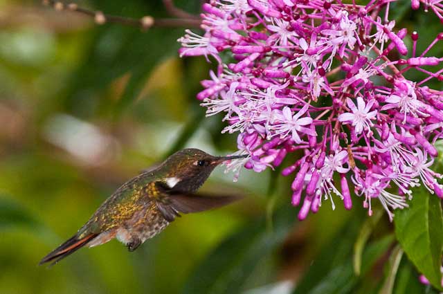 Volcano Hummingbird
