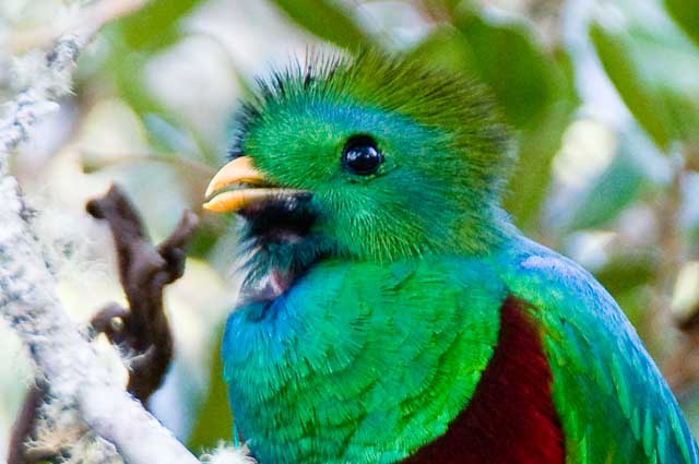 Resplendent Quetzal One