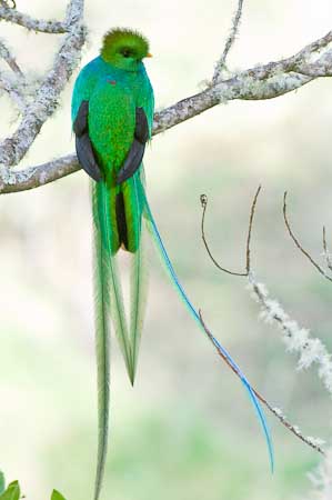 Resplendent Quitzal Two