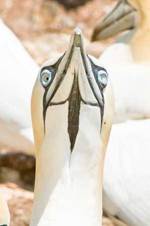 Northern Gannet