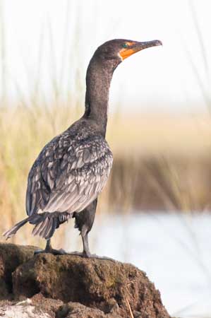 Double-crested Cormorant