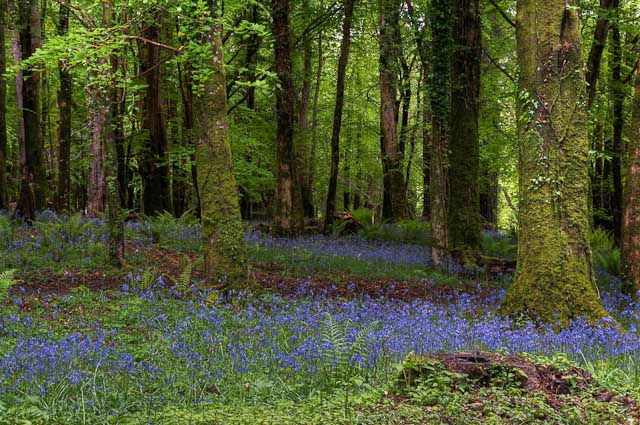 Bluebells