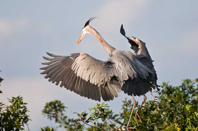 Great Blue Heron