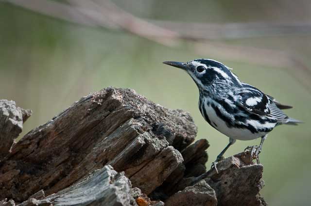 Black and white Warbler