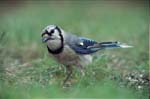 Blue Jay