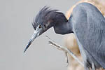 Little Blue Heron
